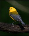 _7SB1894 prothonotary warbler